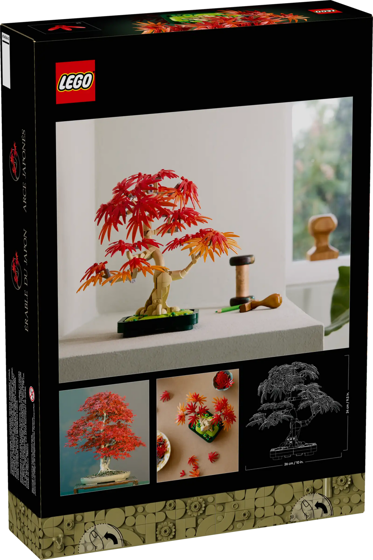 10348 Bonsai di acero rosso giapponese