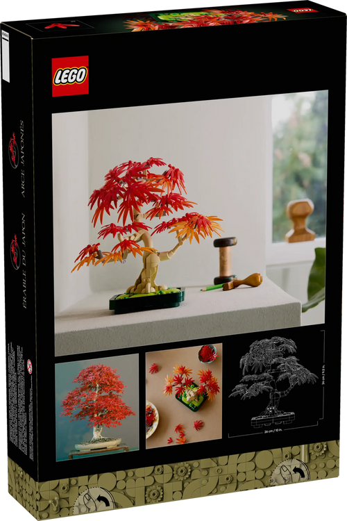 10348 Bonsai di acero rosso giapponese