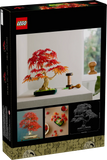 10348 Bonsai di acero rosso giapponese