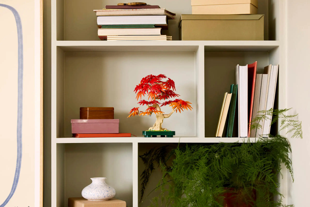 10348 Bonsai di acero rosso giapponese