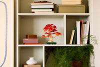 10348 Bonsai di acero rosso giapponese