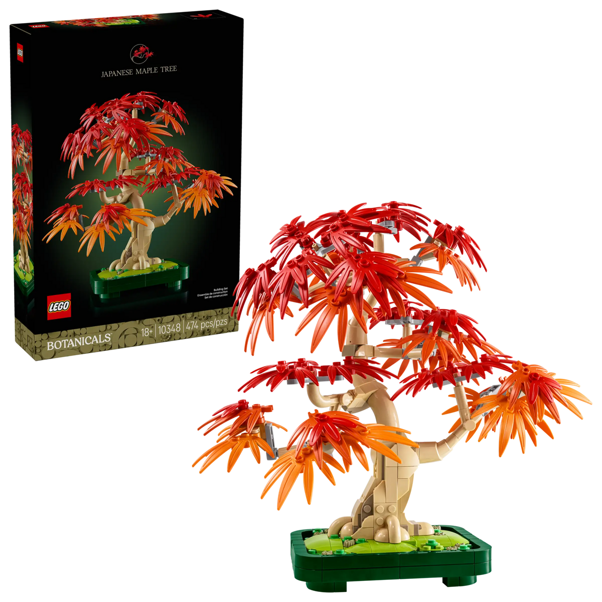 10348 Bonsai di acero rosso giapponese