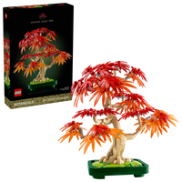 10348 Bonsai di acero rosso giapponese