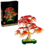 10348 Bonsai di acero rosso giapponese