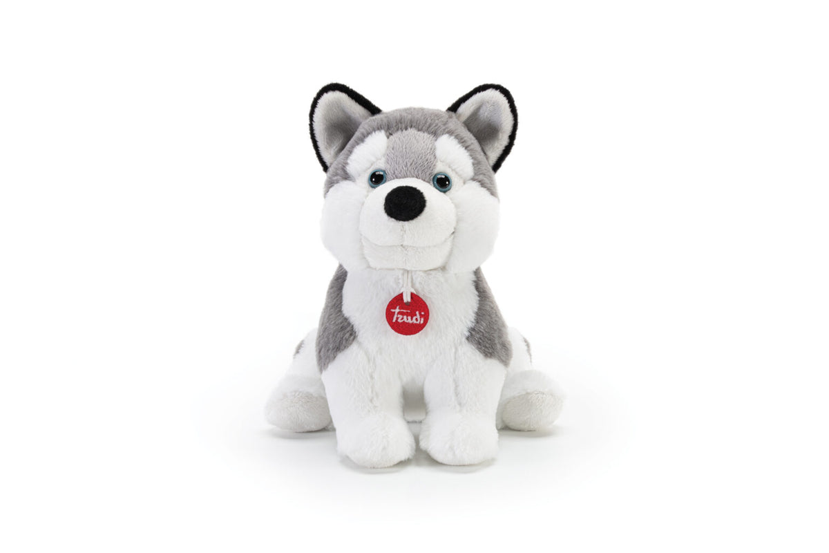 Puppy Husky M