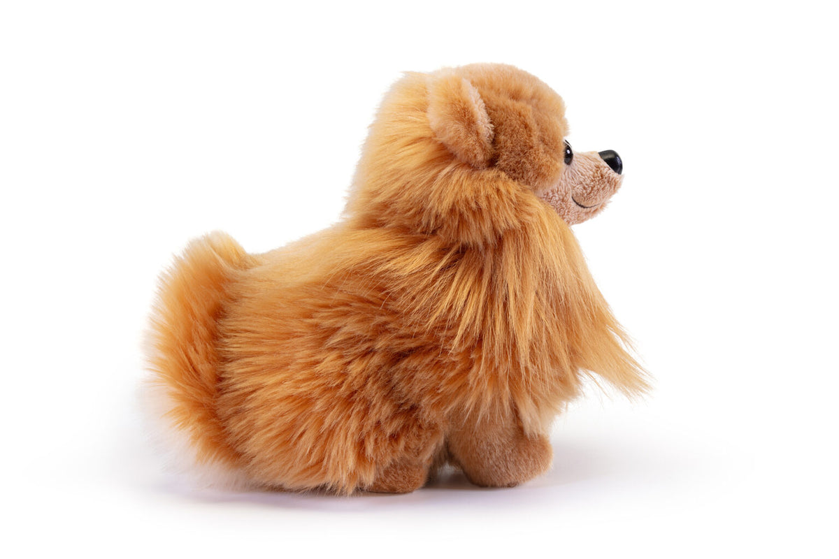 Pomerania Biscuit, taglia M