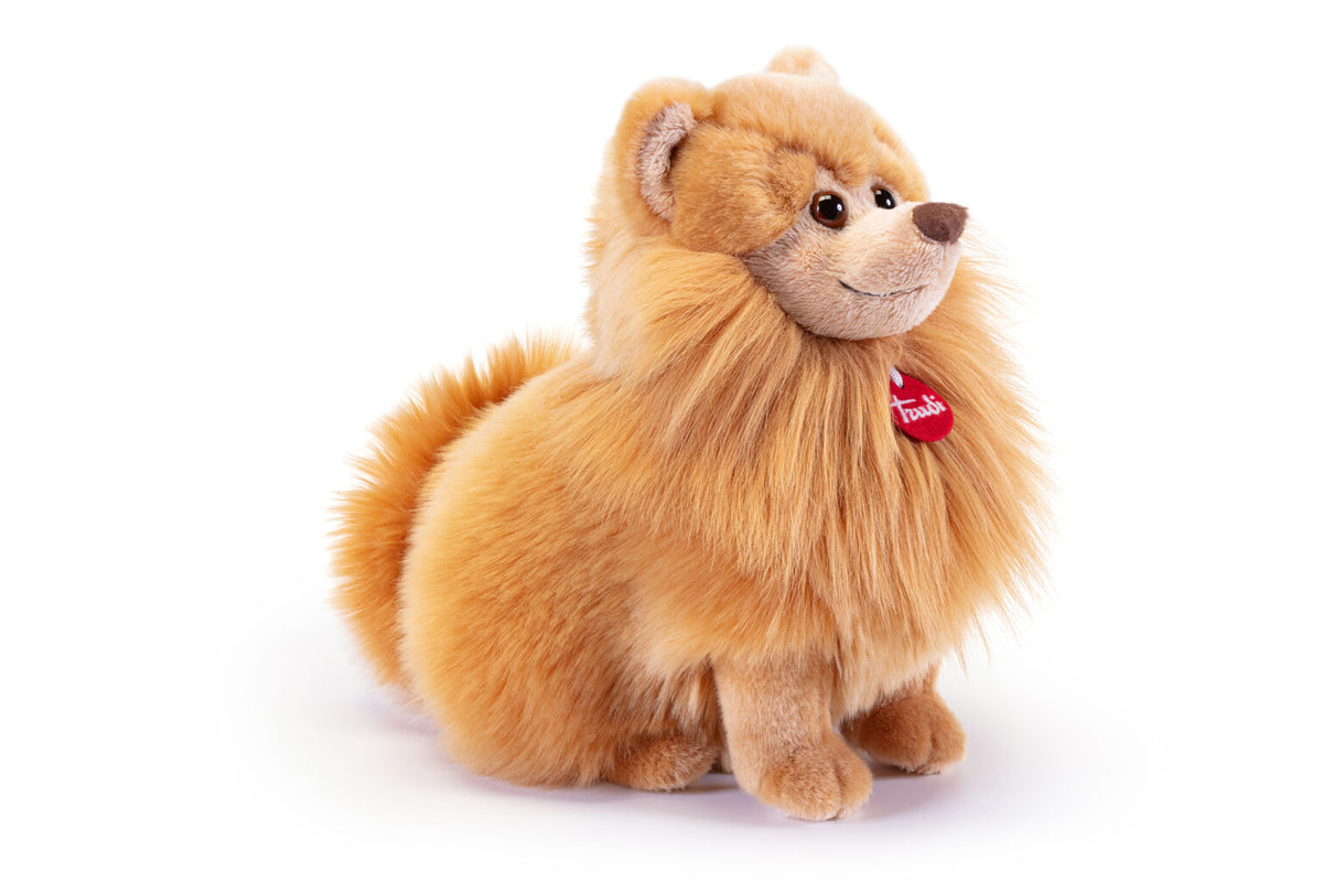 Pomerania Biscuit, taglia M
