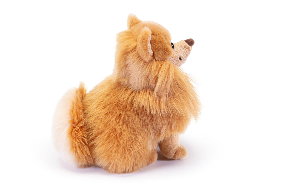 Pomerania Biscuit, taglia S