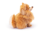 Pomerania Biscuit, taglia S