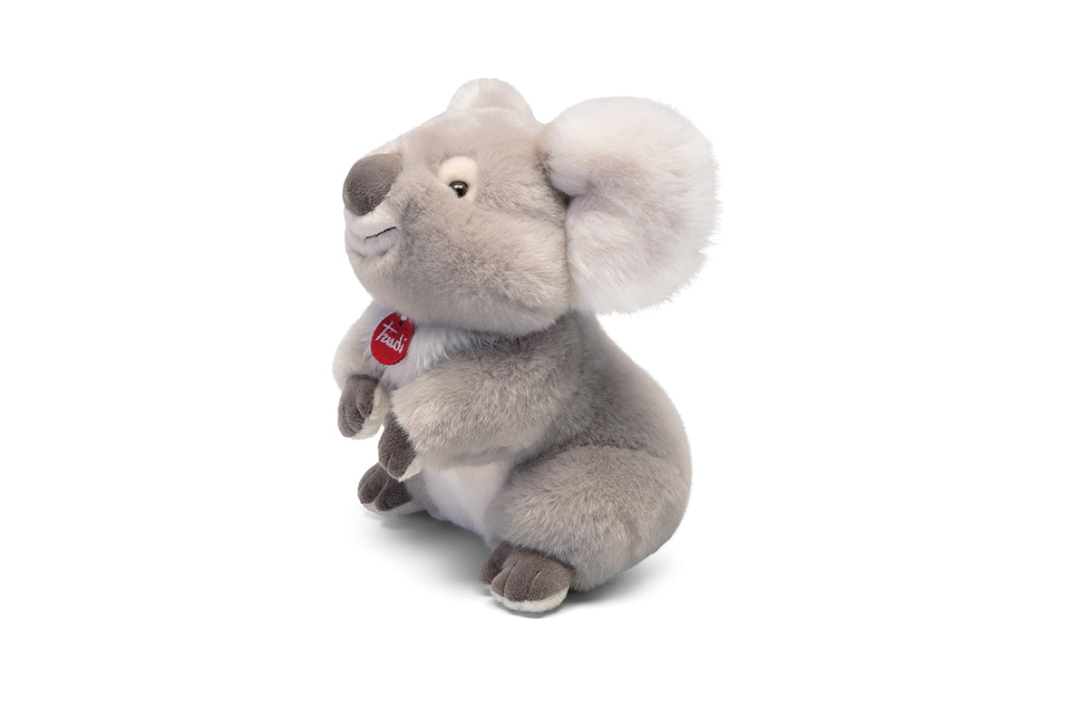 Koala Jamin M