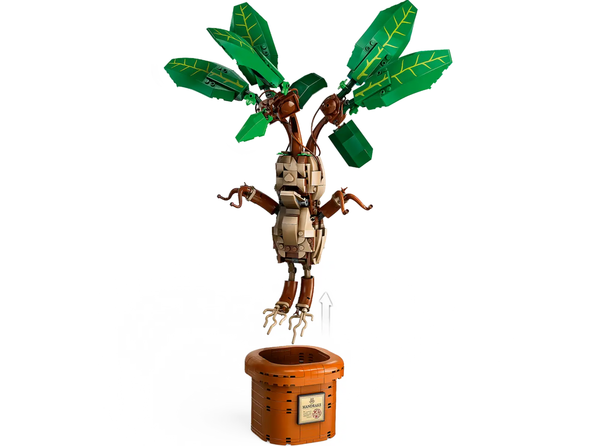 76433 Mandragola