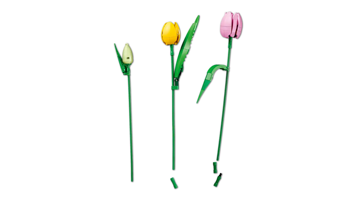 11501 Bouquet di tulipani