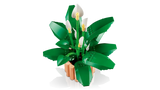 11504 Spatifillo