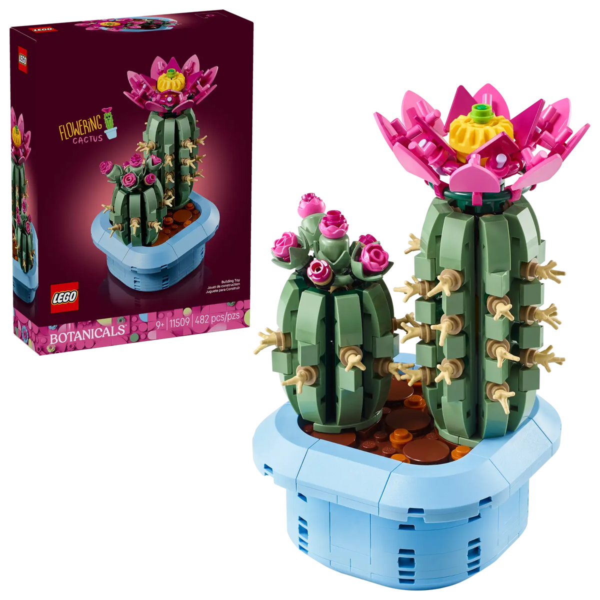 11509 Cactus in fiore