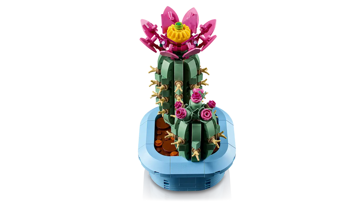 11509 Cactus in fiore