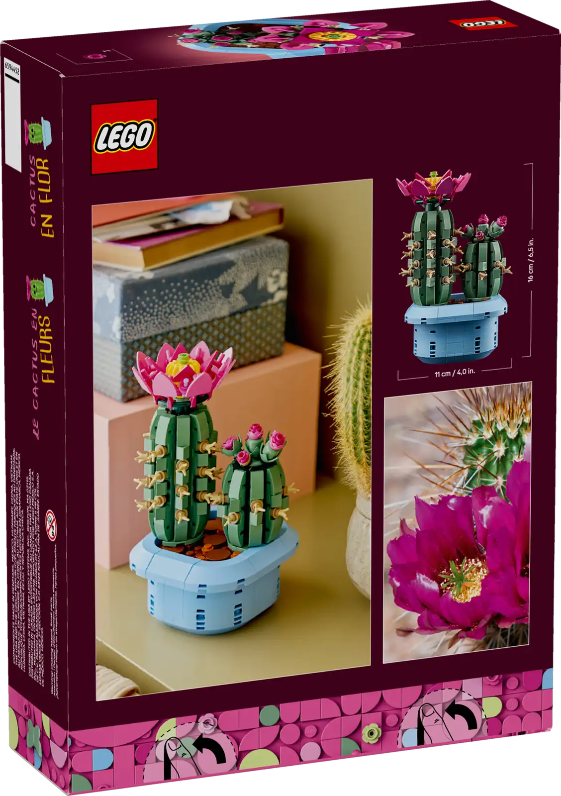 11509 Cactus in fiore