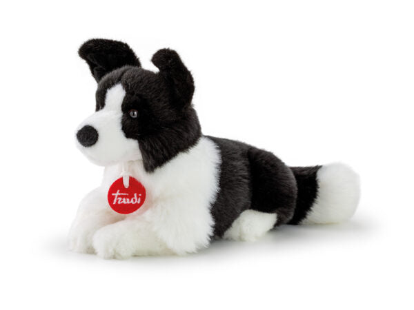 Border Collie Scott S
