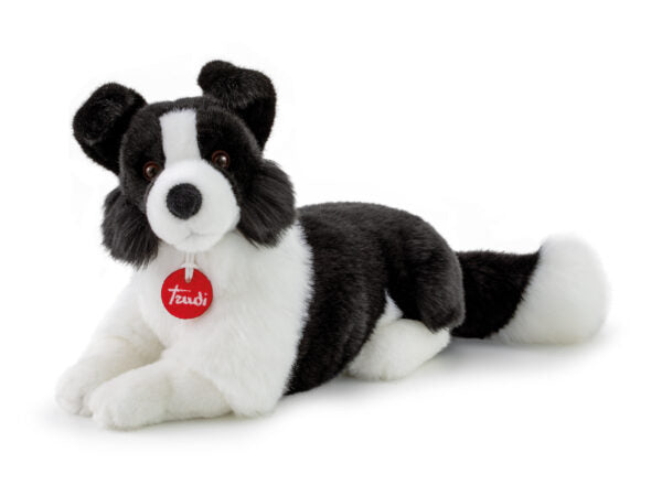 Border Collie Scott M
