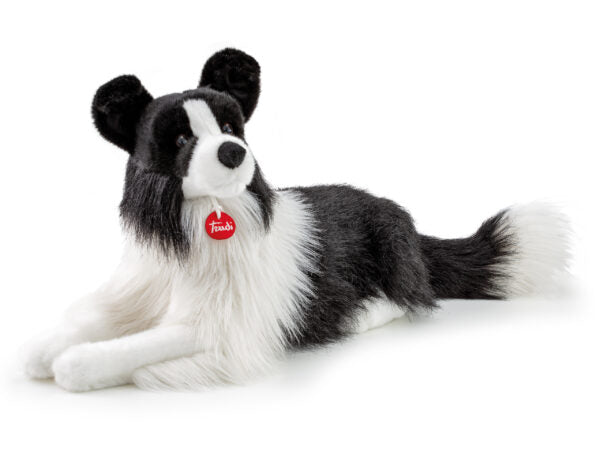 Border Collie Scott XL