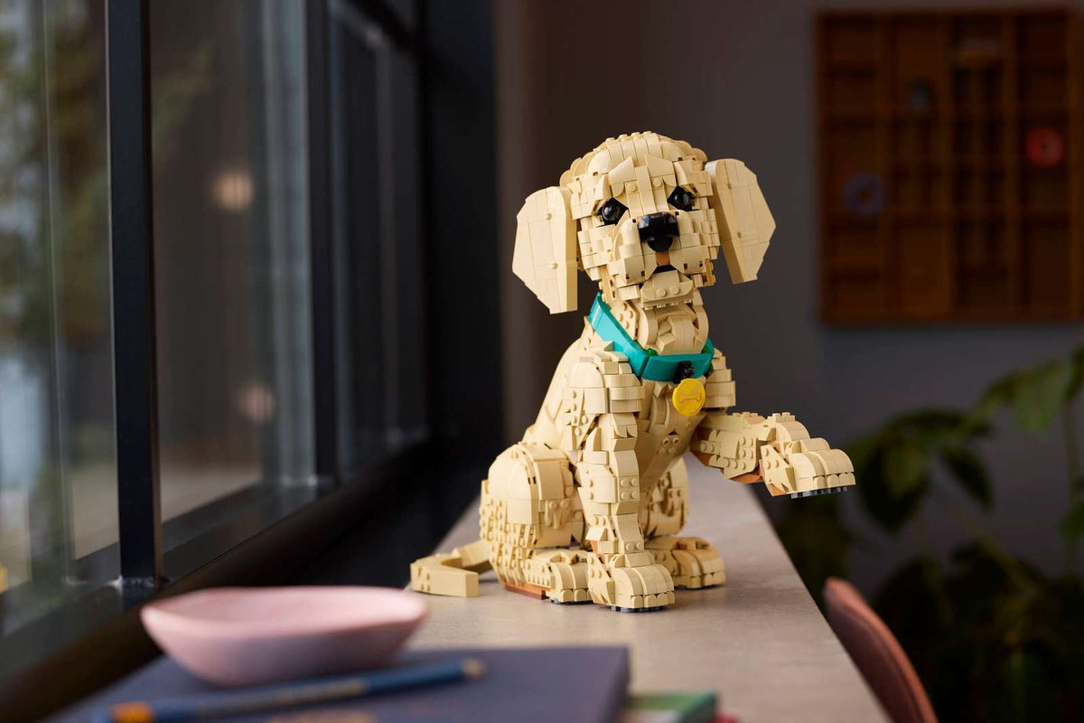 11384 Cucciolo di Golden Retriever