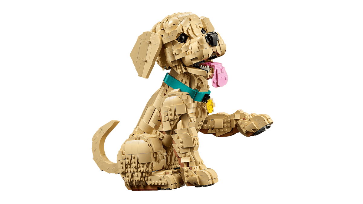 11384 Cucciolo di Golden Retriever