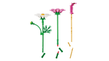 11514 Fiori di Cosmos