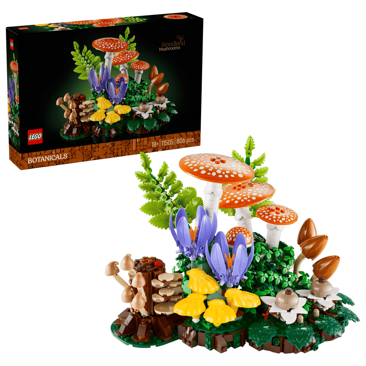 11505 Funghi del bosco