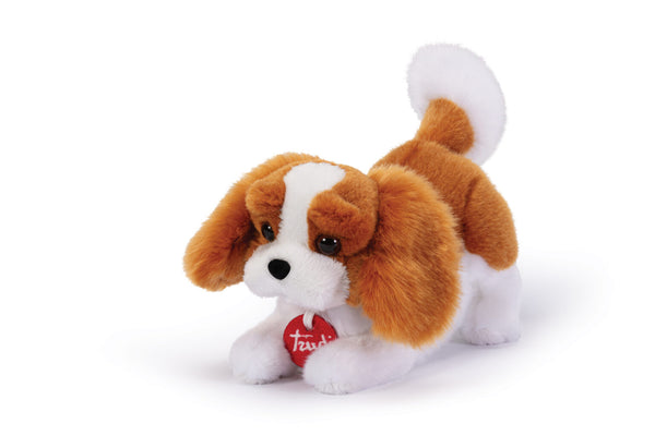 Cavalier King Marley