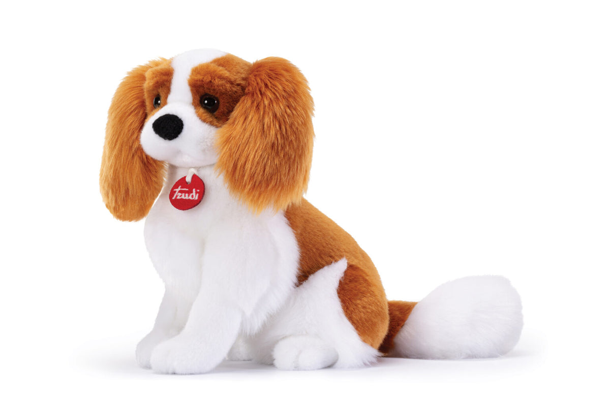 Cavalier King Marley M