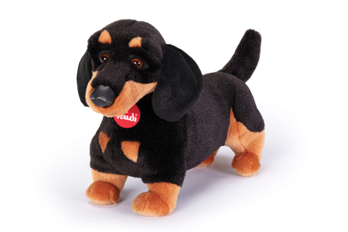 Dachshund Leo