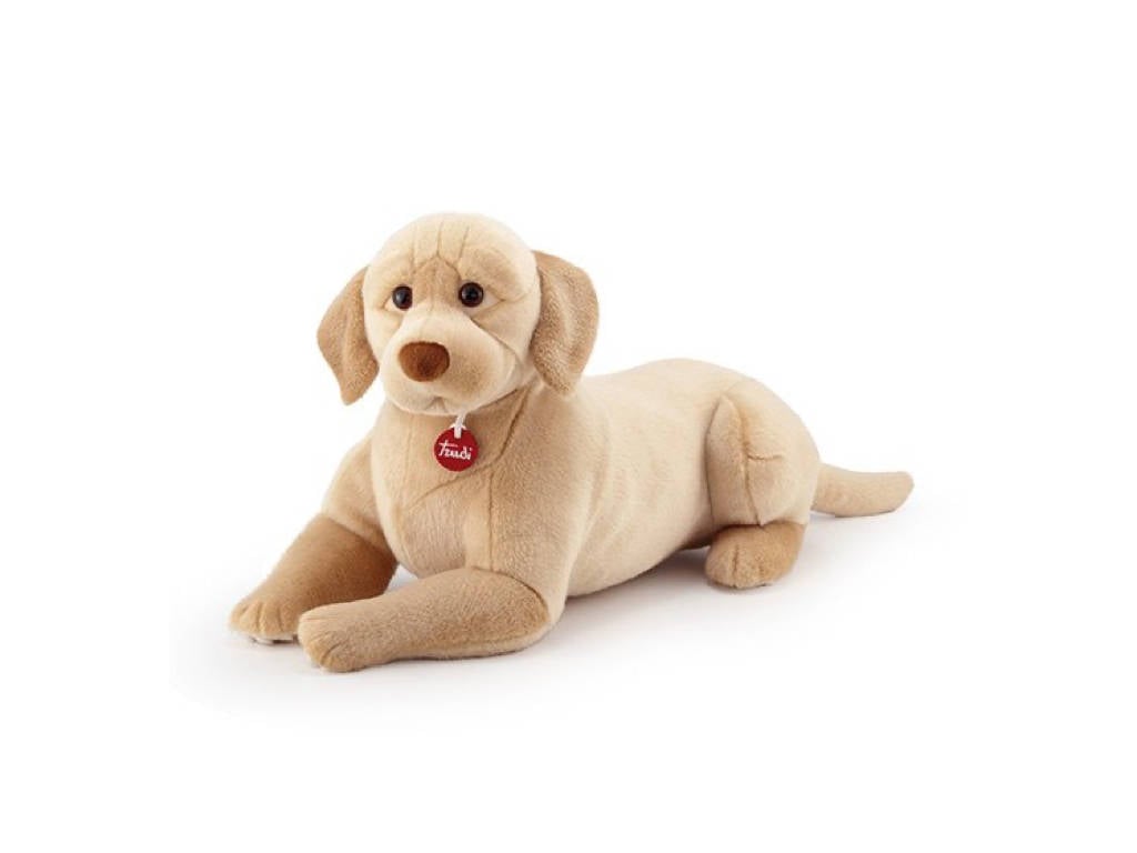 Labrador Liam 