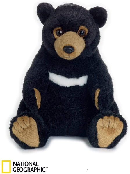 Orso Nero Asiatico