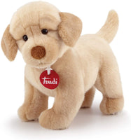 Labrador Liam